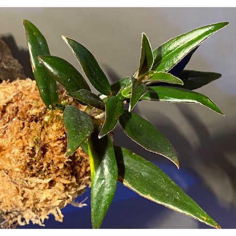 Columnea cf. crassifolia from Colombia [LA0316-03-f1]
