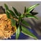 Columnea cf. crassifolia from Colombia [LA0316-03-f1]