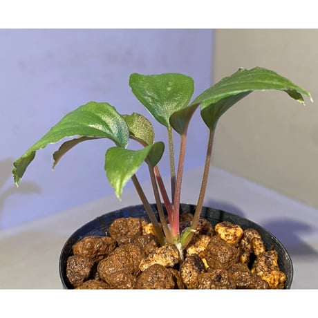 Homalomena humilis from Cameron Highlands [TK150815]