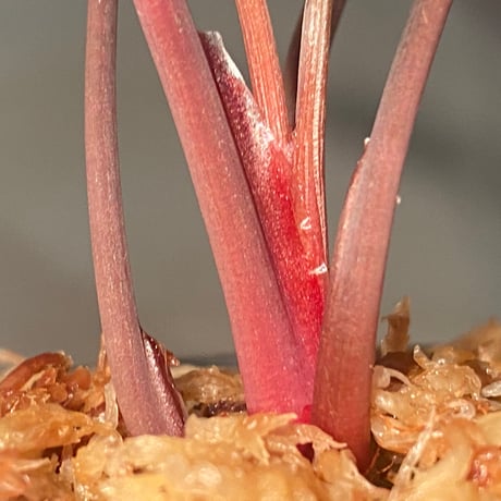 Homalomena sp. 'Rec1-08' K0718-f1 [KZT]