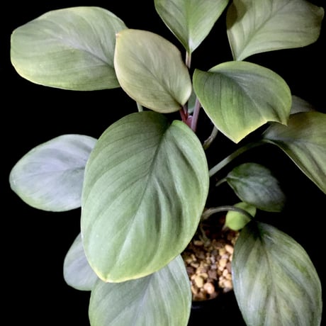 Homalomena sp. Aceh Silver from Aceh sumatera [LA0613-00]
