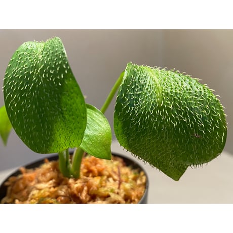 Homalomena hasei "狐尾" from Aceh sumatera [LA0616-04]