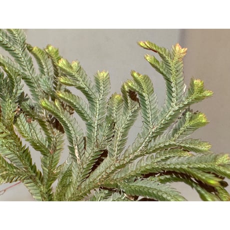 Selaginella erythropus
