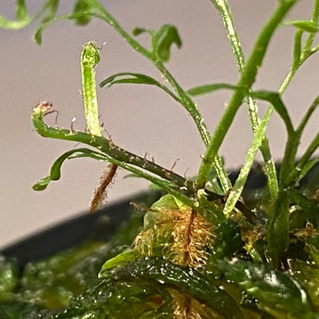 Lindsaea sp. from Pulau Halmahera [LA0314-05]