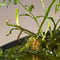 Lindsaea sp. from Pulau Halmahera [LA0314-05]