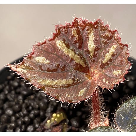 Begonia sp. from Cao Bang [YH251019] TK