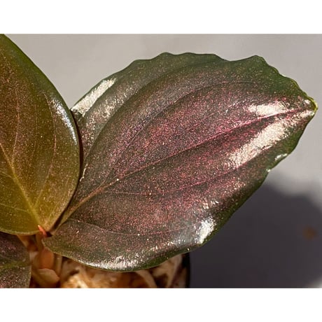 Rhodospatha sp. from Ecuador [tanakay]