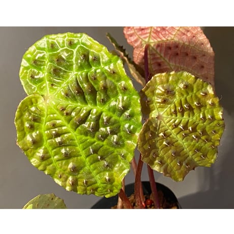 Begonia ferox from Northern Vietnam