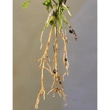 (２芽立ち) Bucephalandra sp. "MEDUSA"