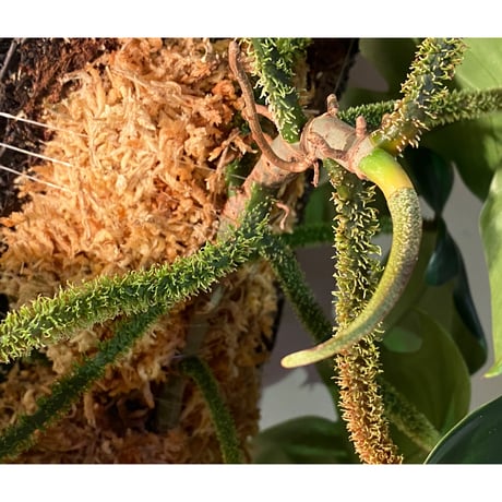 Philodendron squamiferum ②