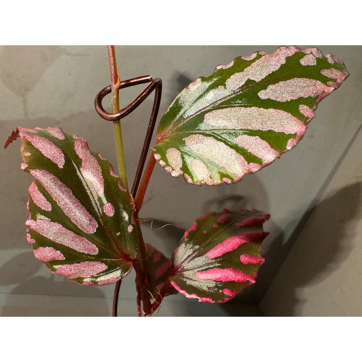 Begonia sp. ぼっち株 from Julau [R1214-01b] | M・R・G・R