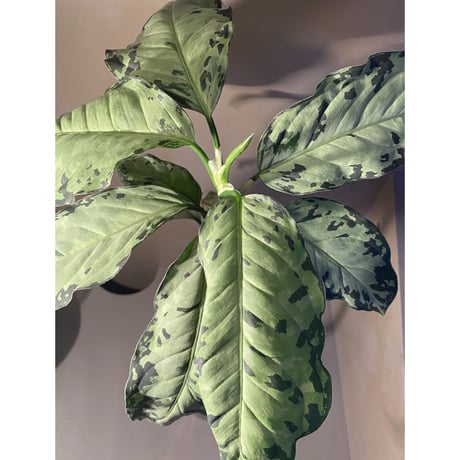 Aglaonema pictum " White-Devil" from Sumatera  Barat [AZ0413-2]