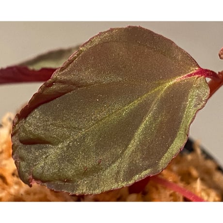 Melastoma sp. from Sibolga