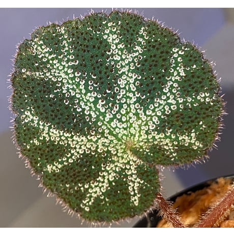 Begonia sp. from Cao Bang [YH220919] TK