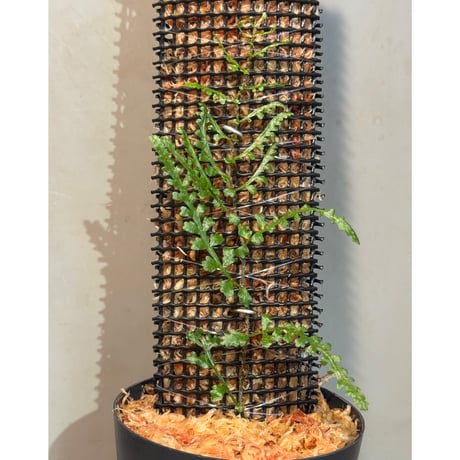 Teratophyllum aculeatum from Nanga pinoh [TB]