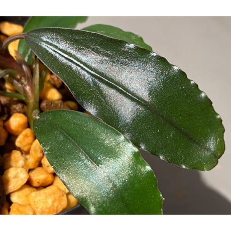 Bucephalandra sp. "Super Red"