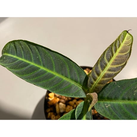 Labisia sp. "Padang sidempuan" Sumatera utara [TB]
