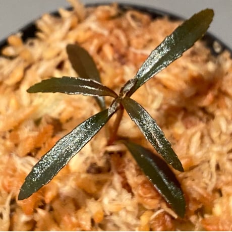 Sonerila linearis from Kedah Malaysia [LA0717-02]