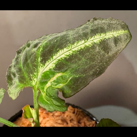 Syngonium rayii