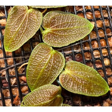 Pothos barberianus from Kapuas fulu West Kalimantan