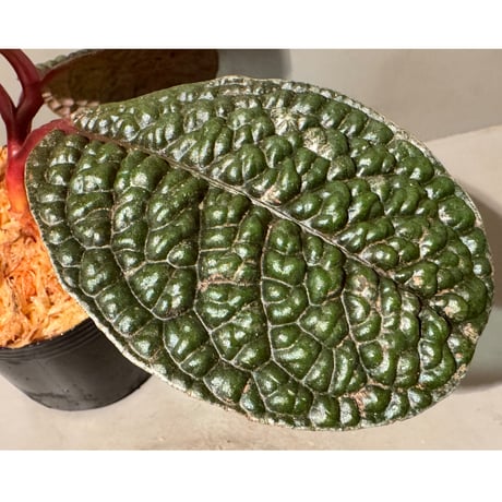 Ardisia sp. ''Snake Skin" from Kapuas hulu West Kalimantan