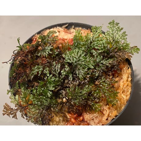 Hymenophyllum sp. from Ko Mak Thailand ③