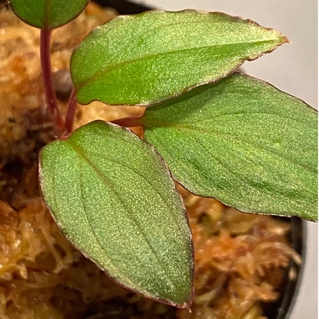 Homalomena sp. "エッジタイプ" from Mahakam hulu [TB]