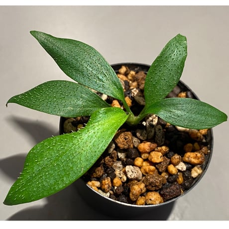 Homalomena hasei "狐尾" from Aceh sumatera [LA0616-04]