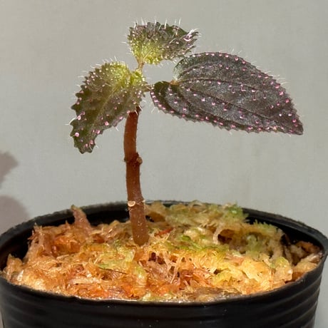 Sonerila sp. from Landak West Kalimantan