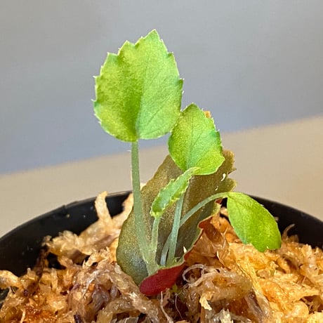 Begonia pavonina from Malaysia