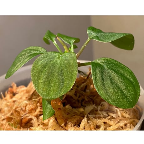 Homalomena sp. from Sumatera Utara [LA0118-02]