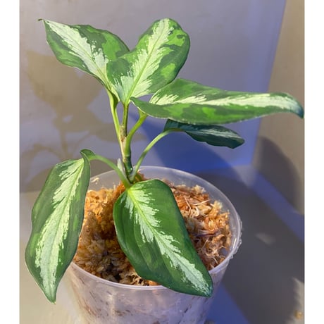 Aglaonema pictum "マルチカラー白玉" D.F.S from Sumatera barat [AZ0912-1]