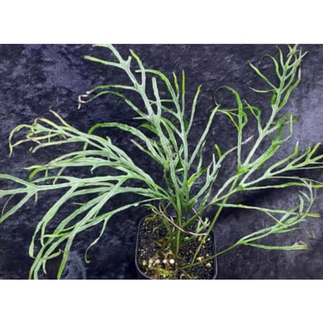 Microsorium sp. from Saripoi [LA0515-02]