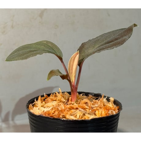 Homalomena sp. "Red leaf" from Kalbar [AZ0823-2]