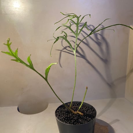 (大株) Microsorium sp. from Saripoi [LA0515-02]