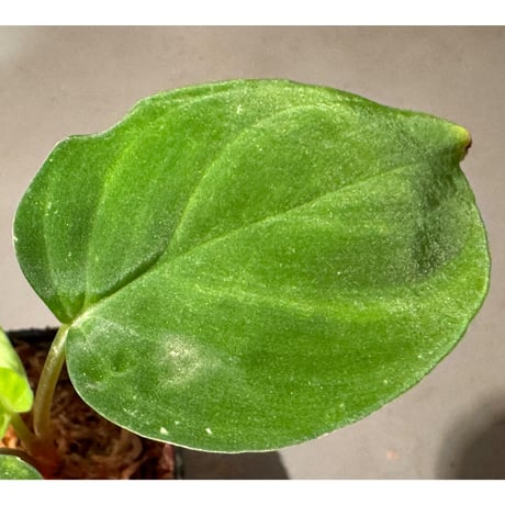 Homalomena sp. "Lingga-4 type GR 超赤軸" from Pulau Lingga [HW0622-5.5]