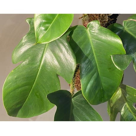 Philodendron squamiferum ①