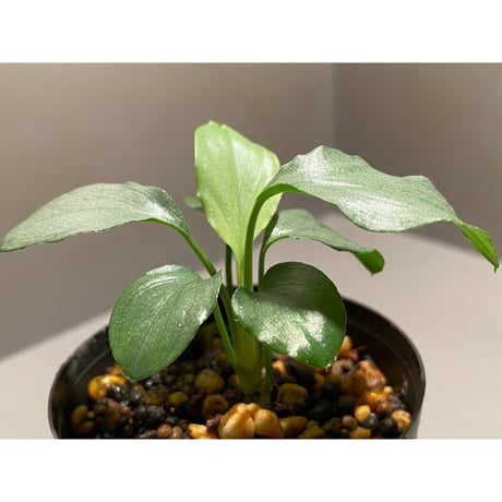 Homalomena sp. from Medan