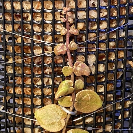 Ficus sp. from Aceh sumatera [LA0616-04]