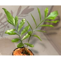 Bucephalandra sp. 