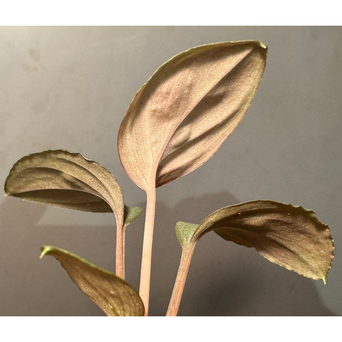 Homalomena sp. 