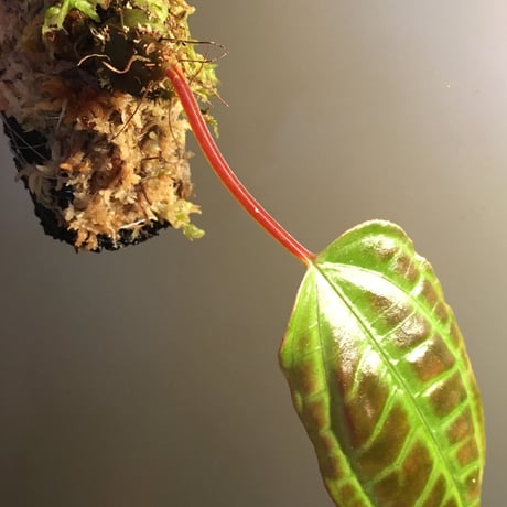 Monolena primuliflora