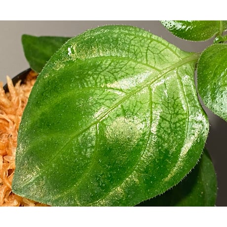 Gymnostachyum sp. "type C" f1 from Aceh Selatan [HW0816-02]