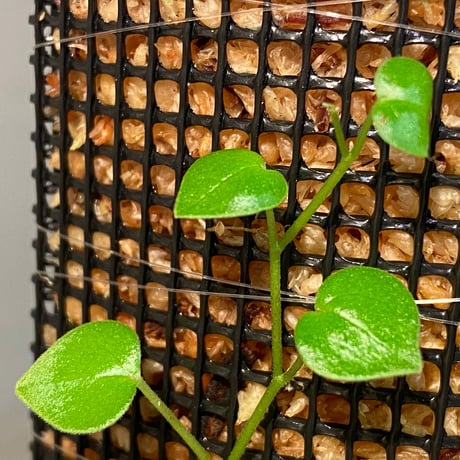 Peperomia sp. from Choco Colombia [tanakay]