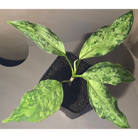 Aglaonema pictum 現地便 [KZT]