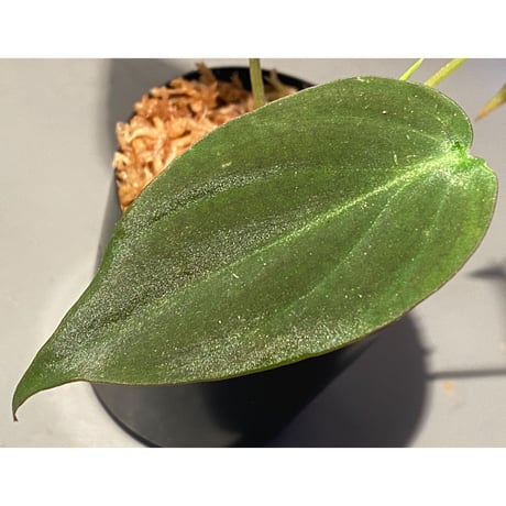 Philodendron micans