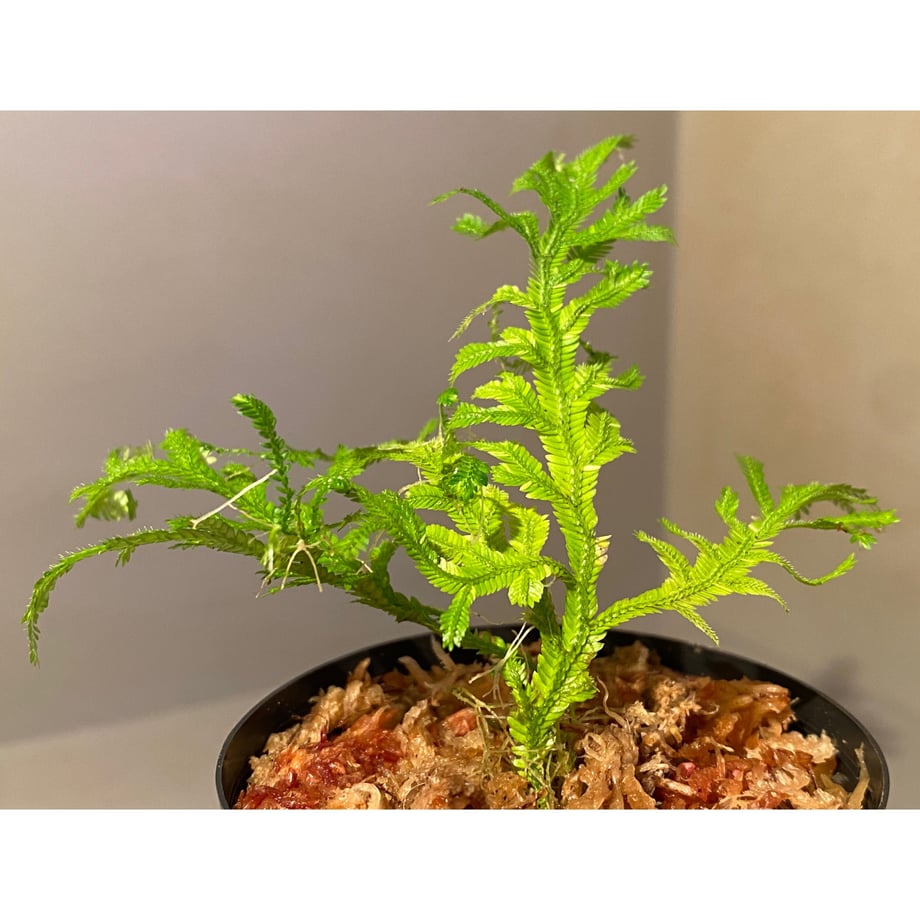 61b476f19eadbe4b73b49a5b