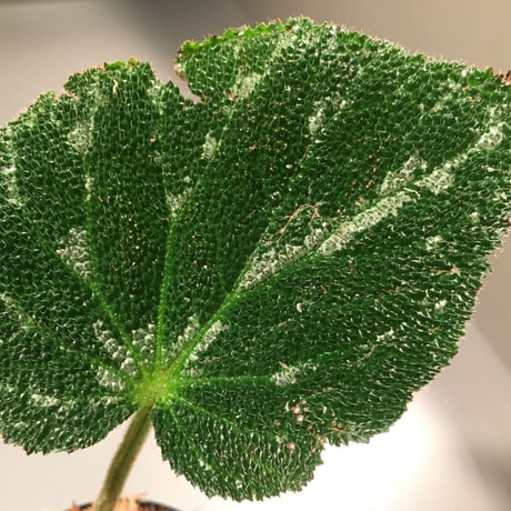 Begonia pustulata sp. from Mexico