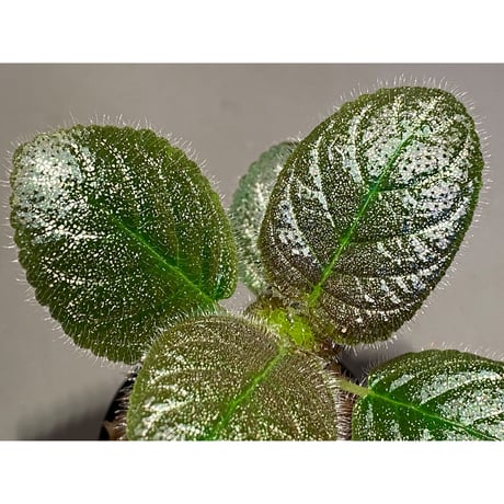 Gesneriaceae, Episcia lilacina from Colombia 2016 [tanakay]