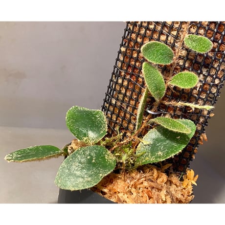 Pyrrosia nummularifolia from Santa Fe Luzon Philippines [KSB]